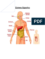 Aparato Digestivo