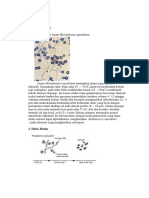 Histoplasma Capsulatum