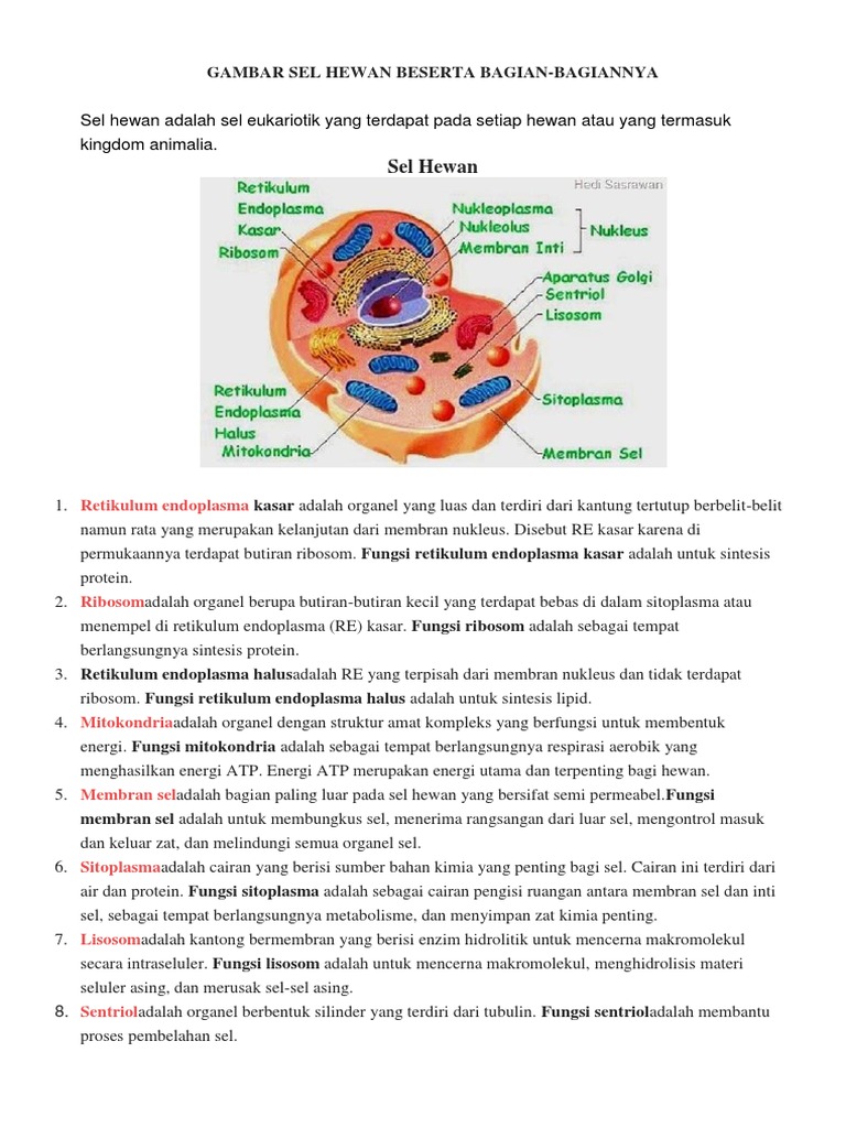 Gambar Sel  Hewan  Dan  Fungsi  Bagian Bagiannya  Berbagai 