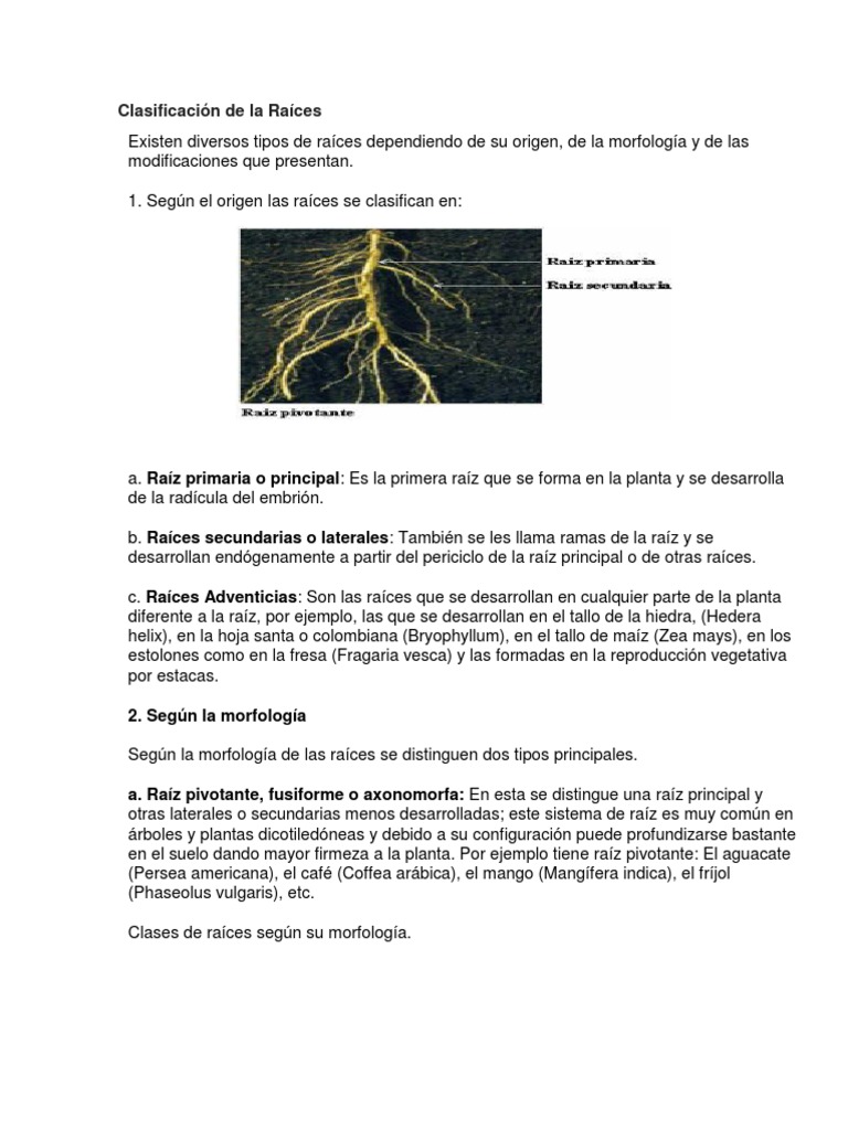 Clasificación de Raíces en Plantas | PDF | Raíz | Tallo de la planta