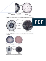 Gambar Xylem Floem