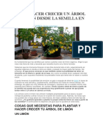 Cómo Hacer Crecer Un Árbol de Limón Desde La Semilla en Casa