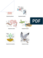 Respiracion pulmonar ejemplos