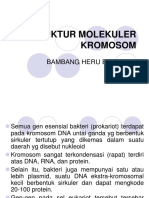 Struktur Molekuler Kromosom