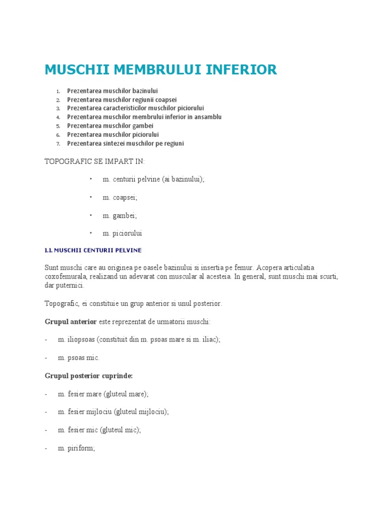 Muschii Membrului Inferior | PDF
