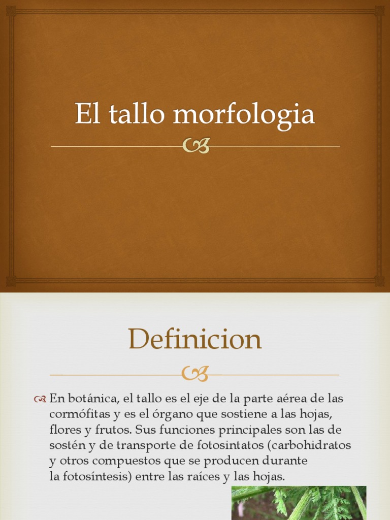 Morfología y tipos de tallo en botánica | PDF | Tallo de la planta | Hoja