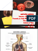 Anatomia Laringea (3)