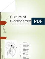 Culture of Cladocerans