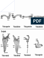 Atlas Clavícula y Escápula