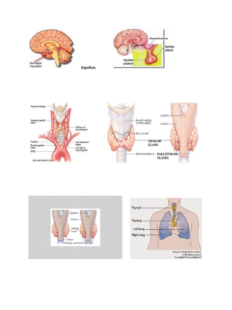 Understanding the Pituitary Gland | PDF