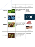 Bacteria: Infectious Agent How It Looks What It Is Examples