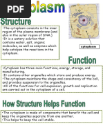 Cytoplasm