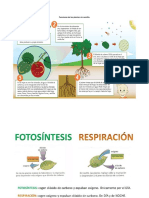 Funciones de Las Plantas Sin Semilla