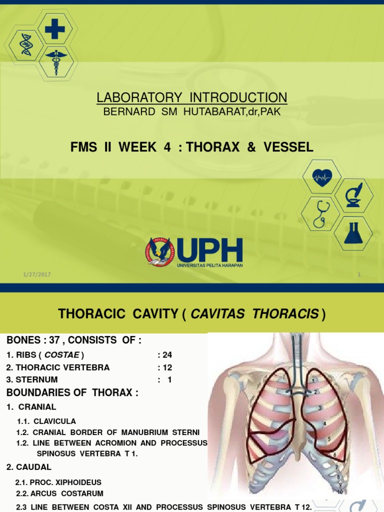 Thoracic Cavity Anatomy Overview | PDF | Thorax | Animal Anatomy