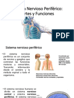 Sistema Nervioso Periférico