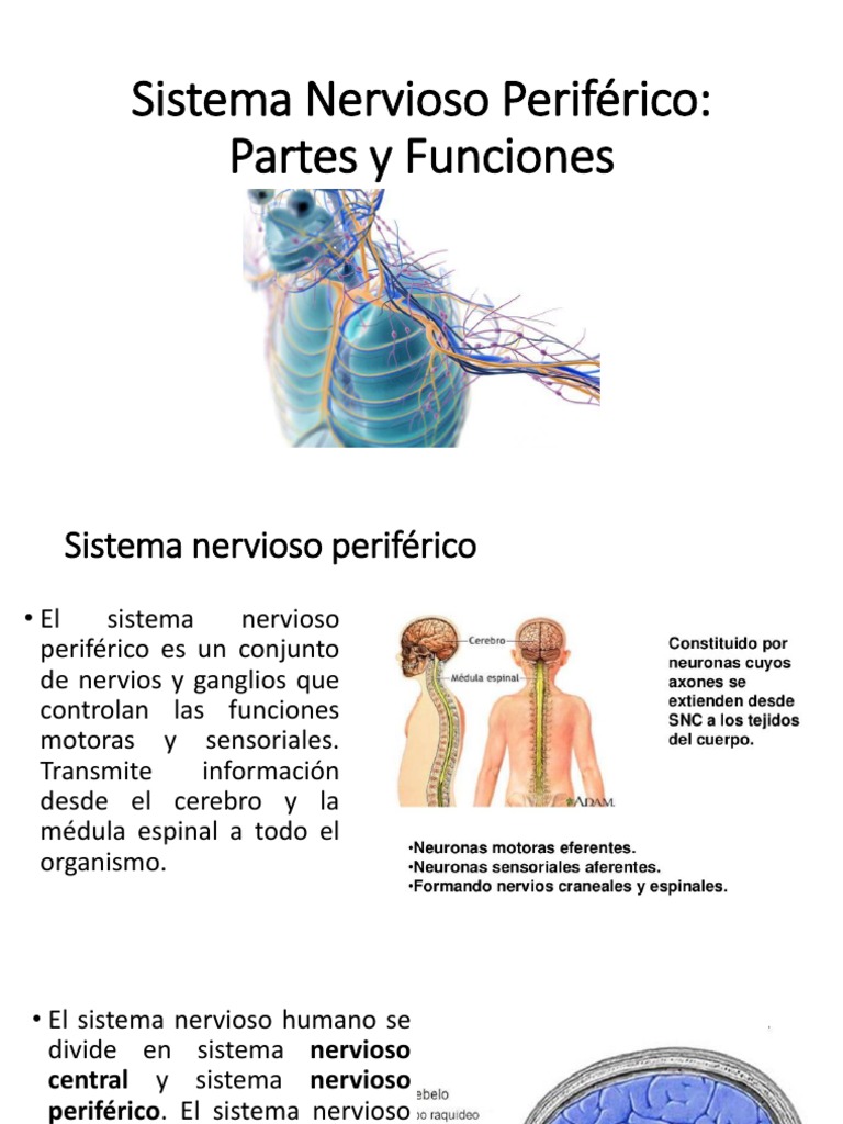 Sistema Nervioso Periférico PDF Sistema nervioso Médula espinal