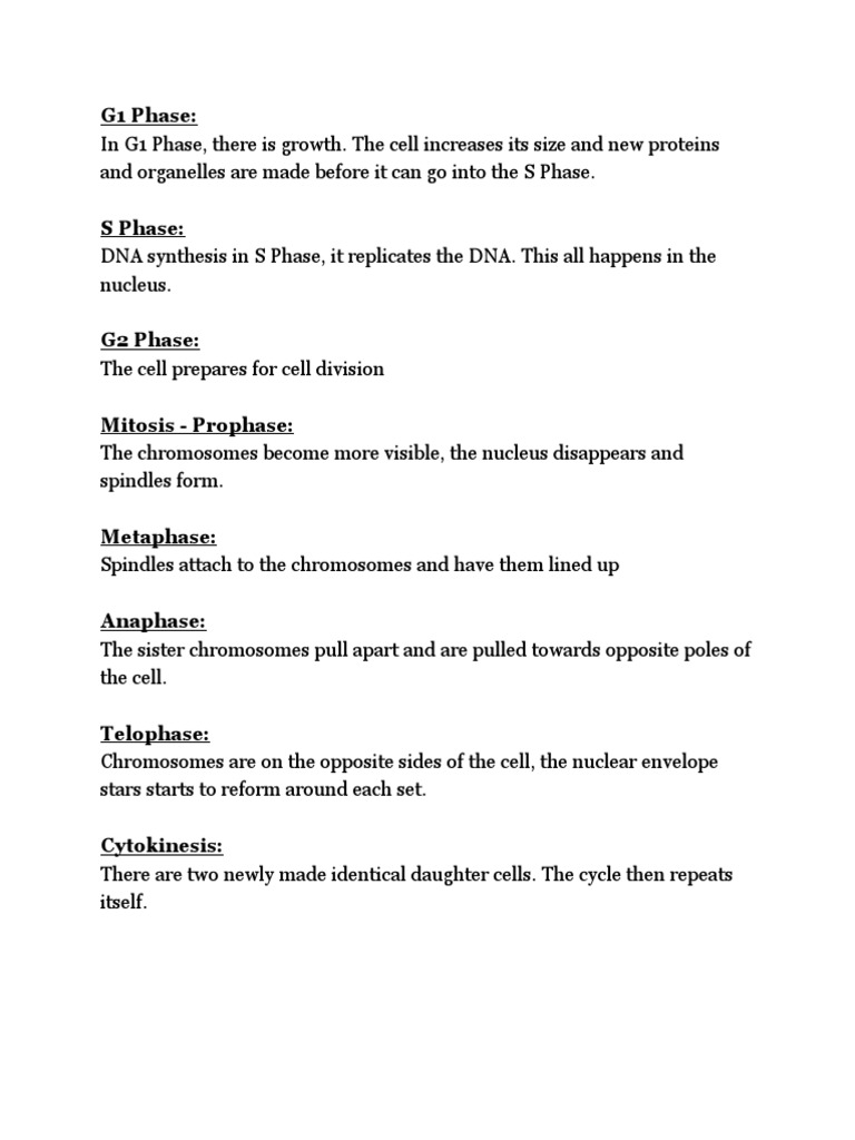 Cell Cycle Phases Explained | PDF