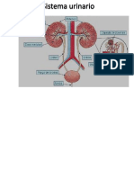 Sistema Urinario