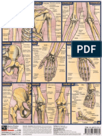 Anatomia - Resumão Esqueleto