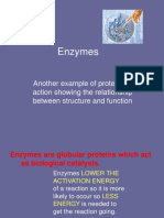 Enzymes: Another Example of Proteins in Action Showing The Relationship Between Structure and Function