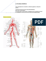 Terapia Descongestiva. El Edema Linfático