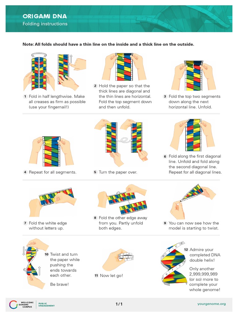Dna Model Paper