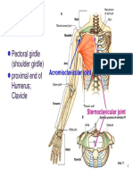 Bone Limb Upper