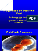 Imagenes Desarrollo Fetal