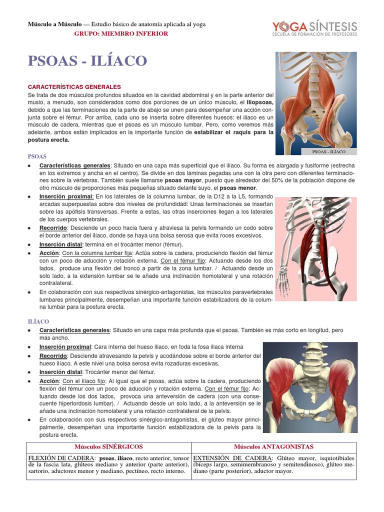 Psoas Iliaco | PDF | Extremidades (anatomía) | Sistema musculoesquelético