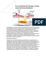 Disminución de La Contaminación Del Agua A Través de Bacterias Biorremediadoras