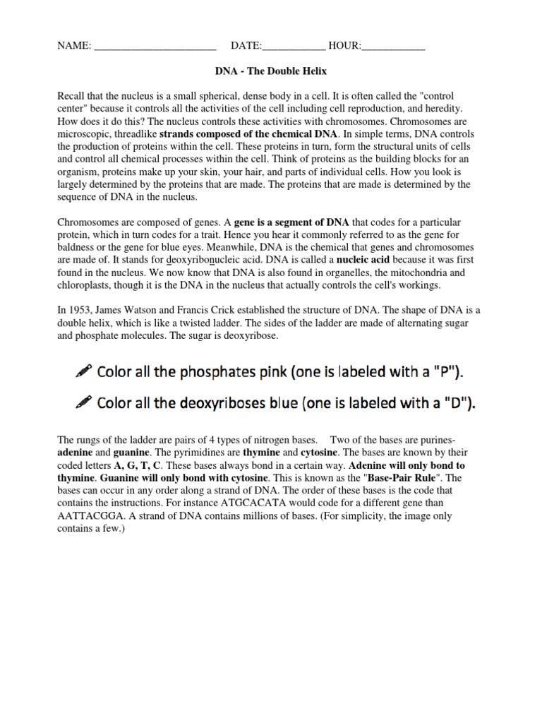 8.3 DNA Worksheet Student | PDF | Dna | Nucleotides