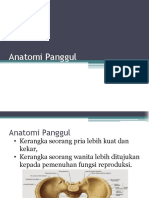 Anatomi Panggul-1