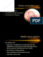 Bladder and Prostate Cancer