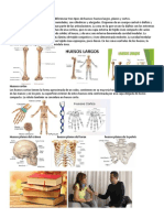Tipos de Huesos