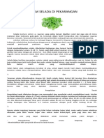 7. Tanam Selada Di Pekarangan