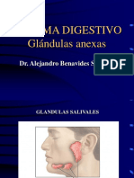 Sistema Digestivo-Glandulas Anexas