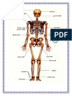 أهمية الهيكل العظمي
