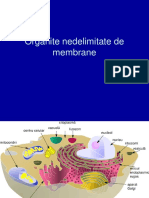 6. Organite Nedelimitate de Membrane