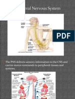 Unit 2 The Peripheral Nervous System