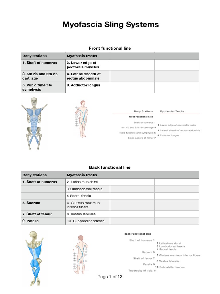 Anatomy Trains Map 2 | PDF | Arm | Soft Tissue