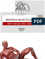 O Sistema Muscular - Completo