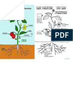 Partes de La Planta