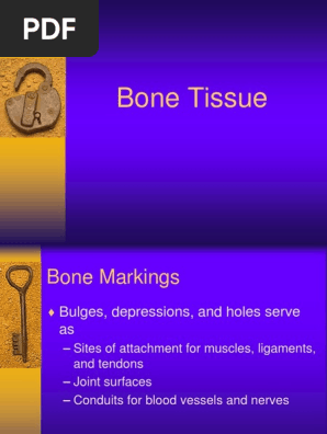 Bone Tissue24