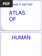 Netter's Human Anatomy Atlas Overview | PDF | Abdomen | Pelvis