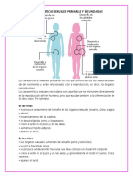 CARACTERÍSTICAS SEXUALES PRIMARIAS Y SECUNDARIAS.docx