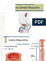 Sistema Genital Masculino Anatomia