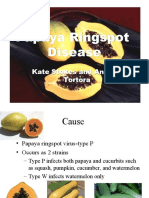 Papaya Ringspot Virus Disease and Transgenic Resistance