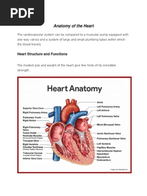 Anatomy of the Heart