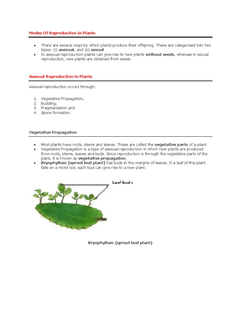 Modes Of Reproduction In Plants Reproduction Pollination