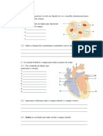 Ficha Avaliacao 6º Ano Sistema Circulatorio e Respiracao Celular PDF